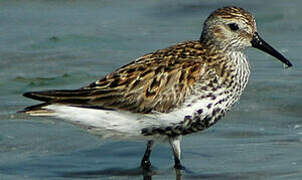 Dunlin