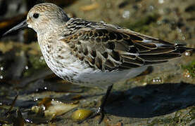 Dunlin