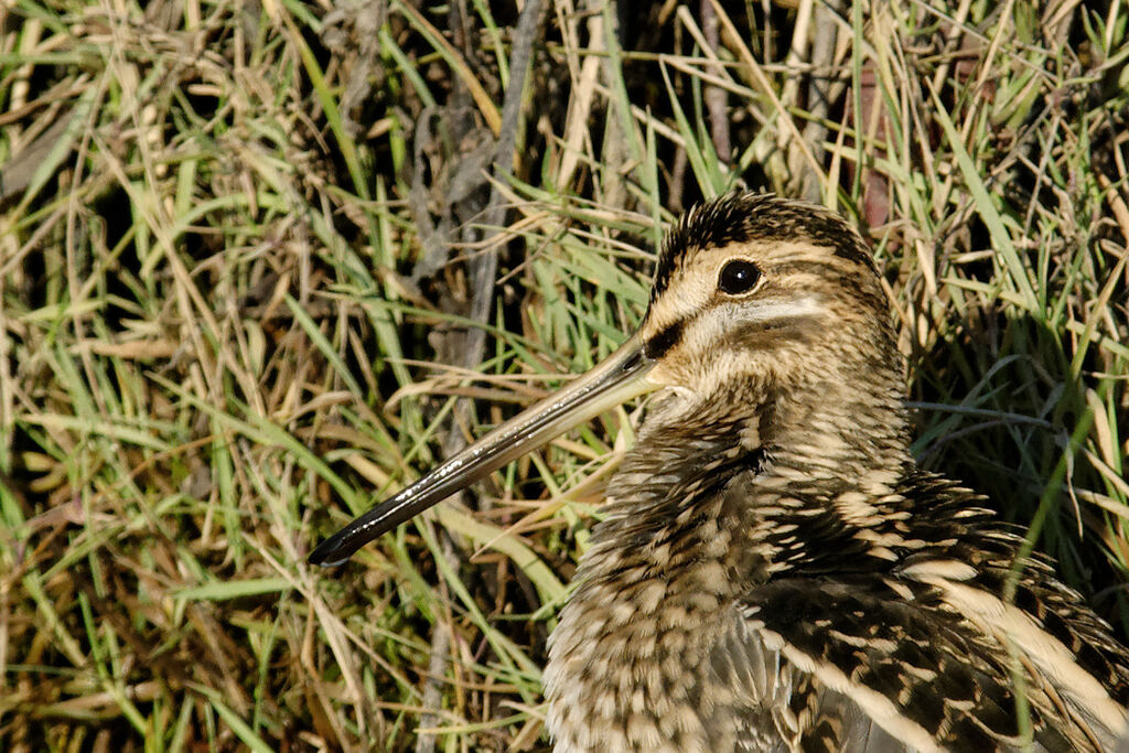 Common Snipe