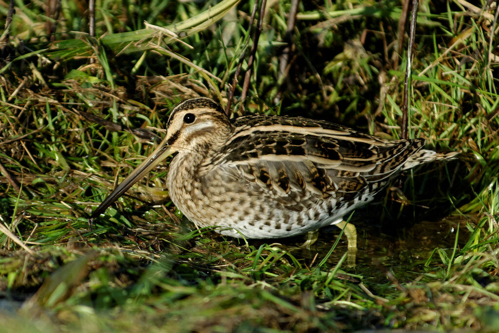 Bécassine des marais, identification