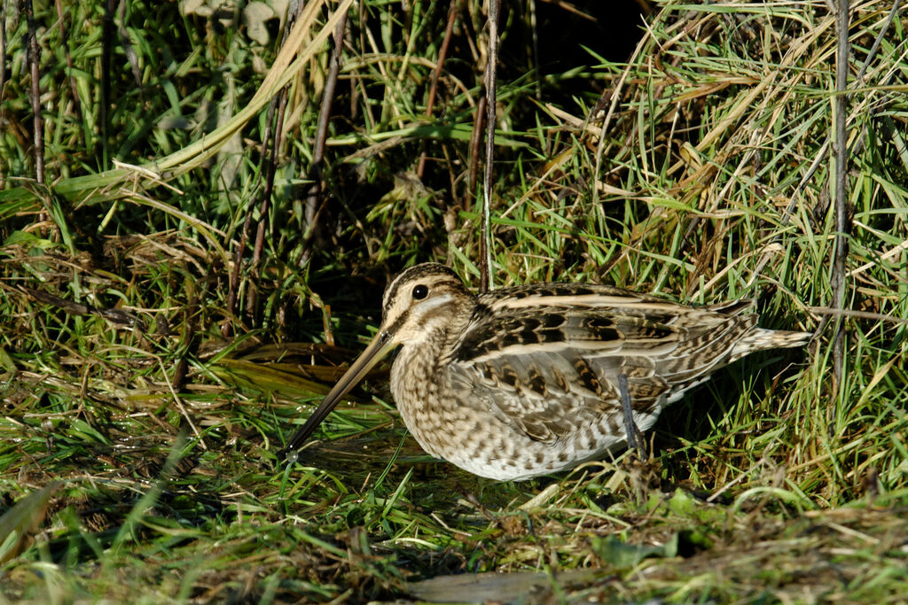 Bécassine des marais, identification