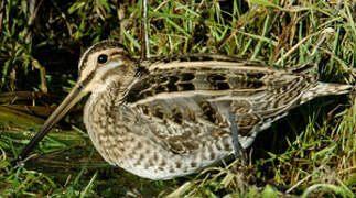 Common Snipe