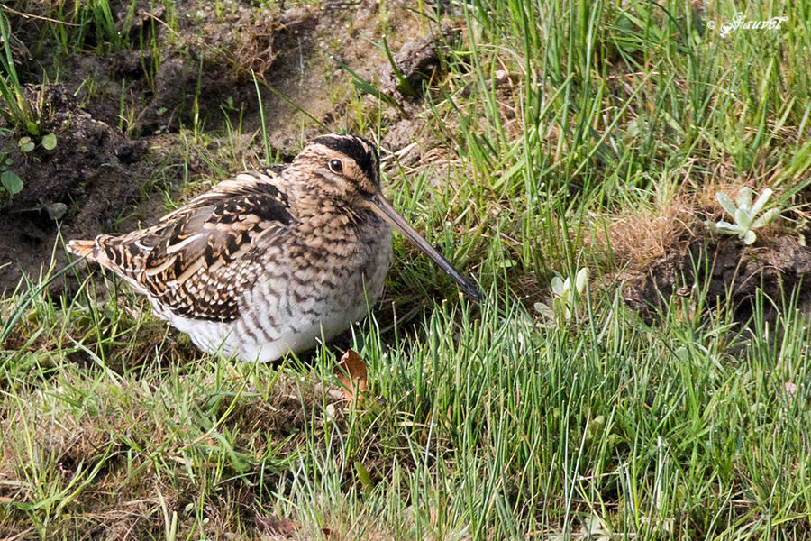 Bécassine des marais, identification