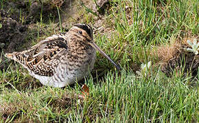 Common Snipe