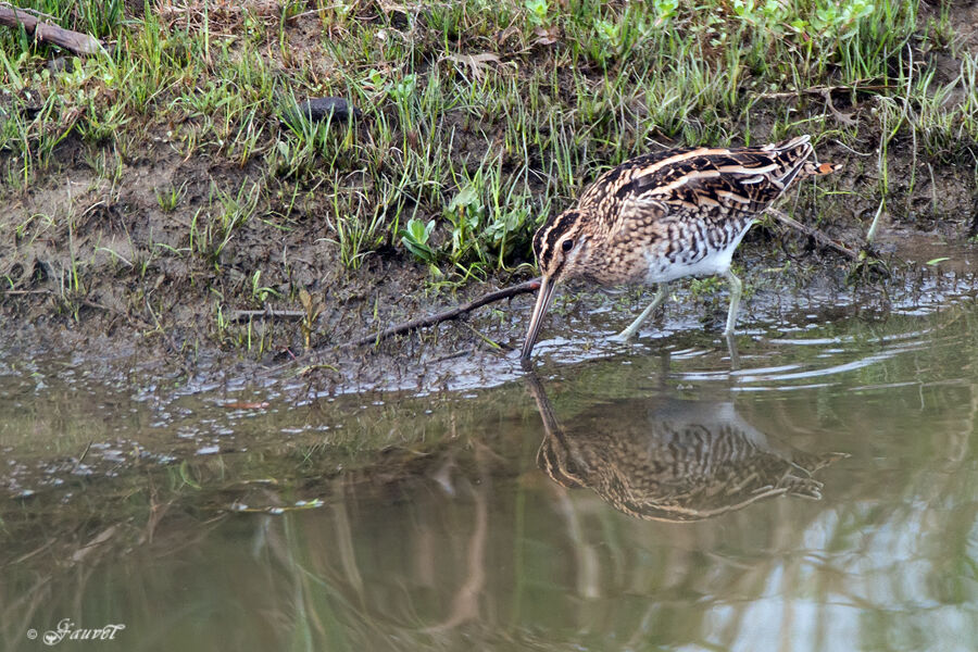 Common Snipe, identification, Behaviour