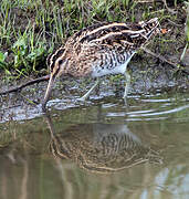 Common Snipe