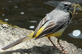 Grey Wagtail