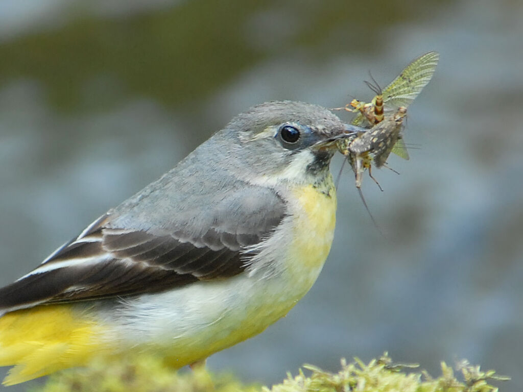 Grey Wagtail, identification, feeding habits