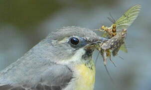 Grey Wagtail