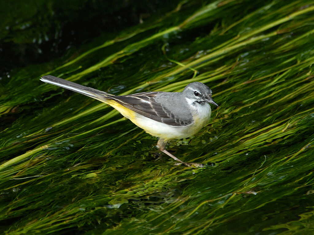 Bergeronnette des ruisseaux, Comportement