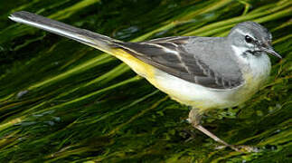 Grey Wagtail