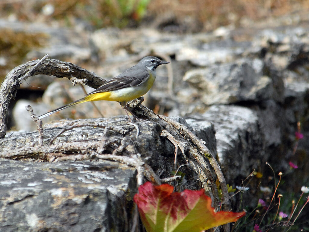 Grey Wagtail, identification