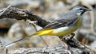 Grey Wagtail