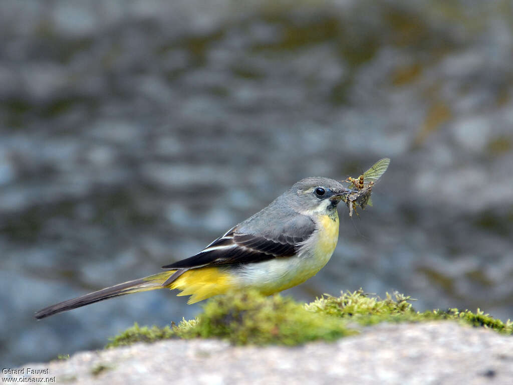 Grey Wagtail male adult, feeding habits, Reproduction-nesting