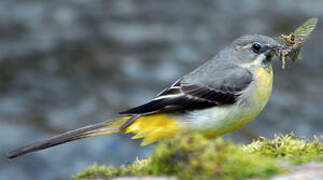 Grey Wagtail