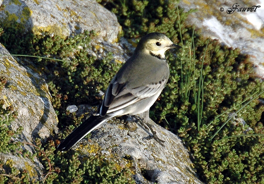 White Wagtail