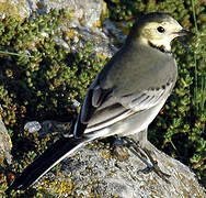 White Wagtail