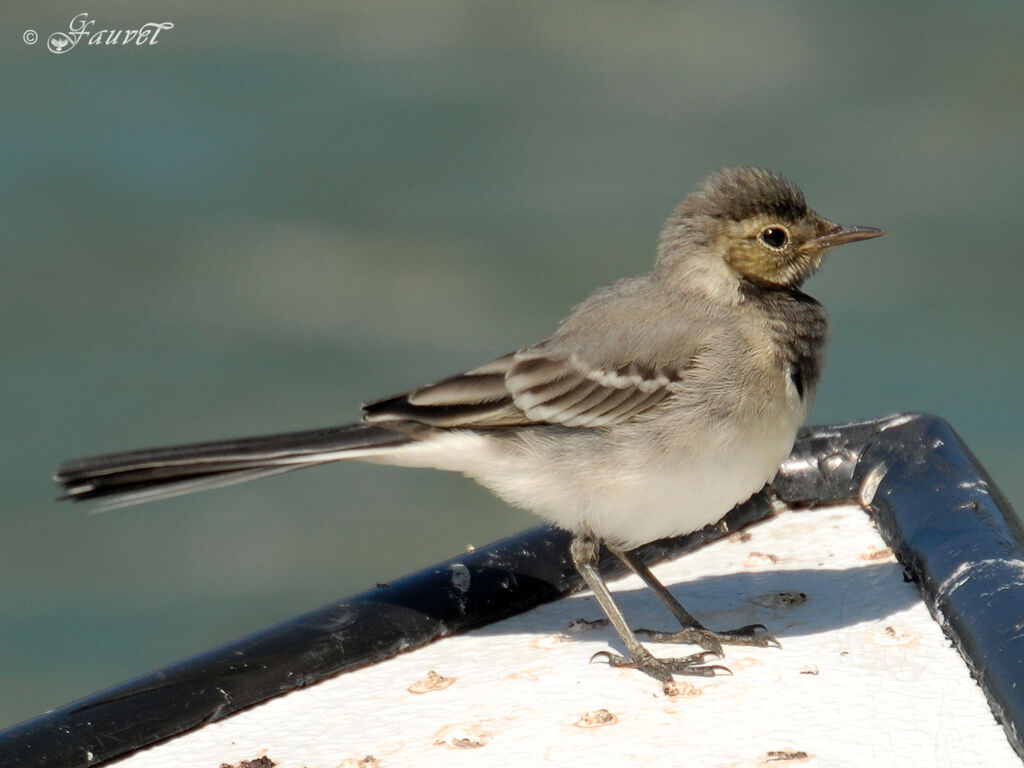 White Wagtailjuvenile