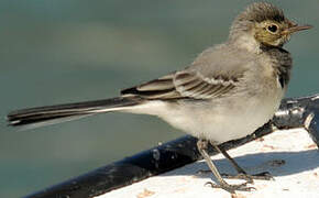 White Wagtail