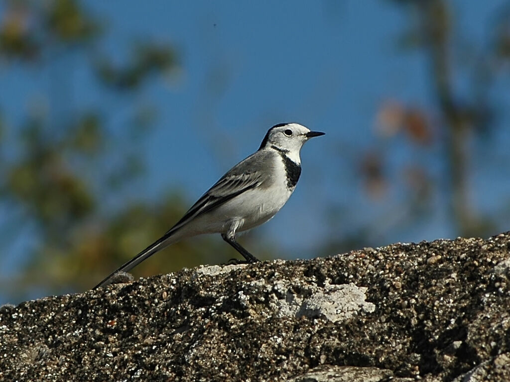 White Wagtail