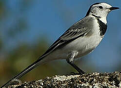 White Wagtail