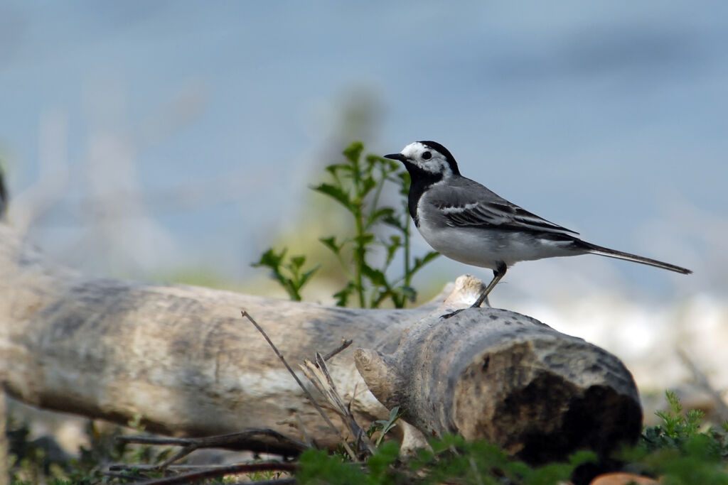 White Wagtail male adult, identification