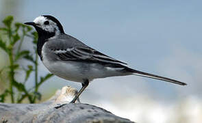 White Wagtail