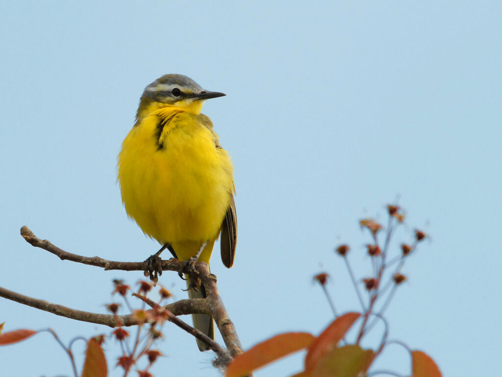 Western Yellow Wagtail male adult breeding, identification