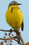 Western Yellow Wagtail