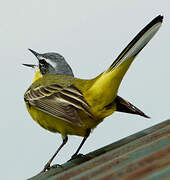 Western Yellow Wagtail