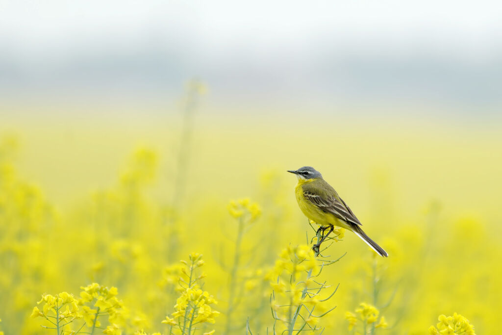 Western Yellow Wagtail, identification, Behaviour