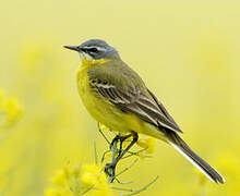 Western Yellow Wagtail