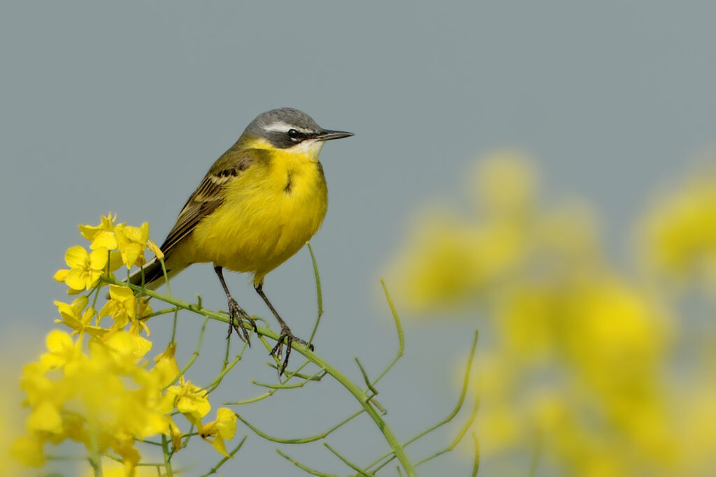 Western Yellow Wagtail, identification