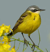 Western Yellow Wagtail