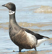 Brant Goose