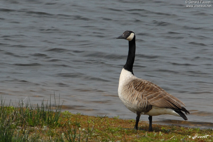 Canada Goose, identification