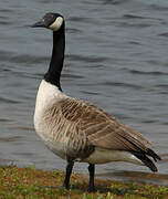 Canada Goose