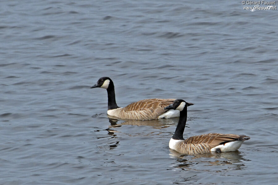 Canada Goose