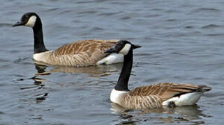 Canada Goose