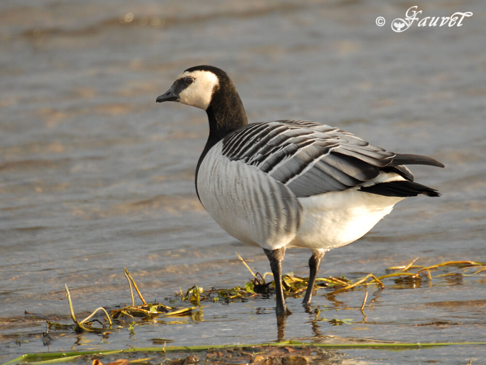 Barnacle Goose