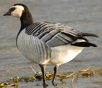 Barnacle Goose