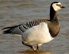 Barnacle Goose