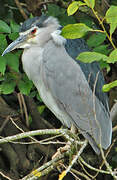 Black-crowned Night Heron