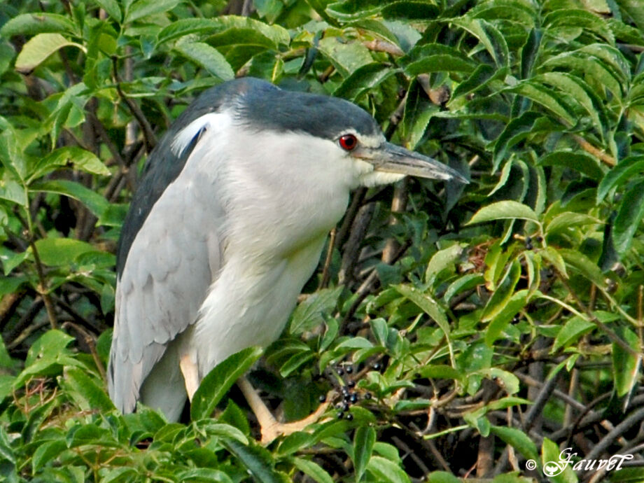 Black-crowned Night Heron