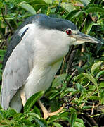 Black-crowned Night Heron