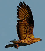 European Honey Buzzard