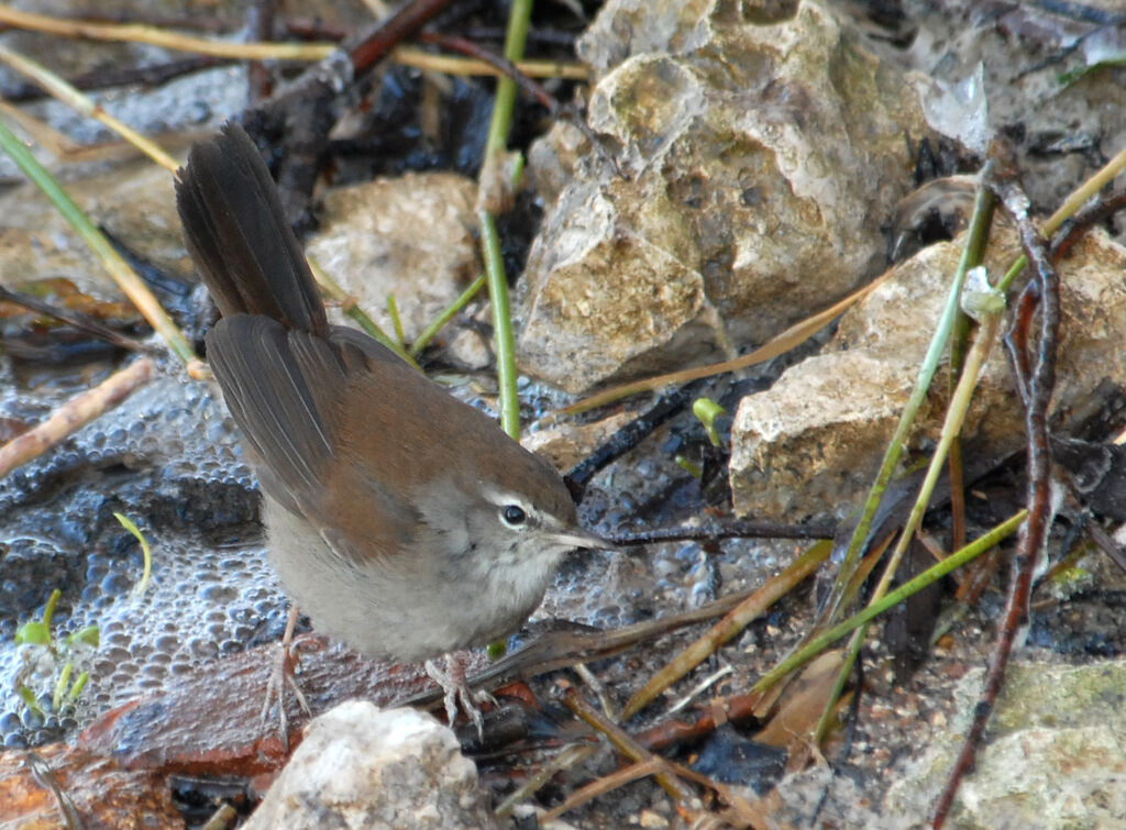 Cetti's Warbler, identification