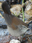 Cetti's Warbler