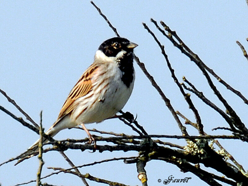 Common Reed Bunting