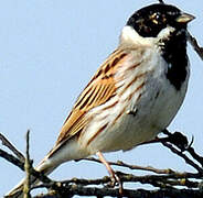 Common Reed Bunting